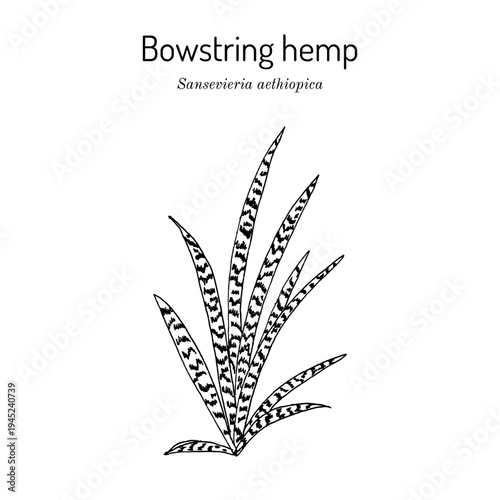 Bowstring Hemp (Sanseviera aethiopica), ornamental and medicinal plant. Hand drawn botanical vector illustration