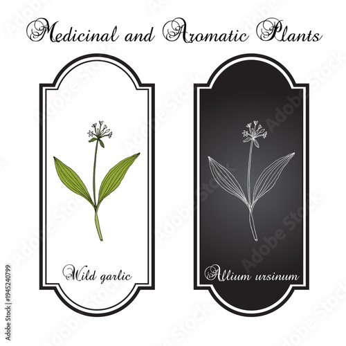 Wild garlic, or bear leek (Allium ursinum), or ramsons, buckrams, edible and medicinal plant. Hand drawn botanical vector illustration