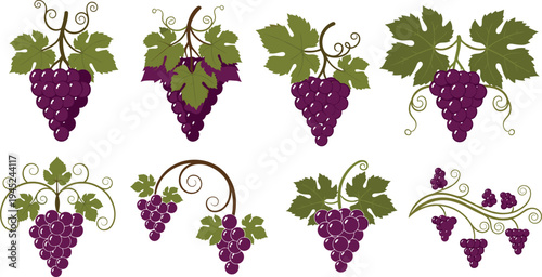 Decorative Grapevine and Grape Cluster Vector Set with Vine Leaves Swirls and Vineyard Fruit Illustration Collection Isolated on White Background