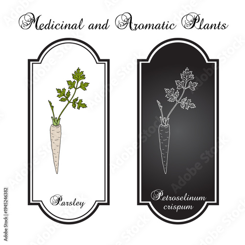 Garden parsley (Petroselinum crispum), edible and medicinal plant. Hand drawn botanical vector illustration
