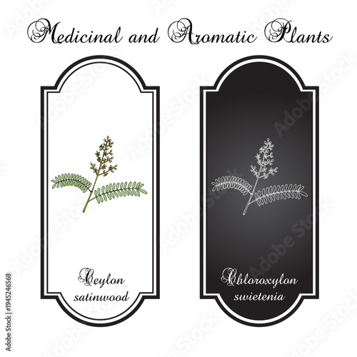 Ceylon or East Indian satinwood (Chloroxylon swietenia), tropical hardwood medicinal plant. Hand drawn botanical vector illustration