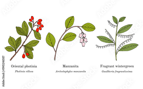 Collection of edible and medicinal plants. Hand drawn botanical vector illustration