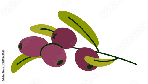 Black Olives on Branch with Green Leaves vector illustration isolated