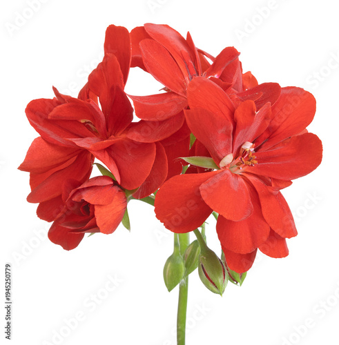 Fleur de Géranium zonal rouge	
