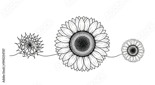 Hand-drawn illustration of three sunflowers in different stages of bloom, connected by a line.