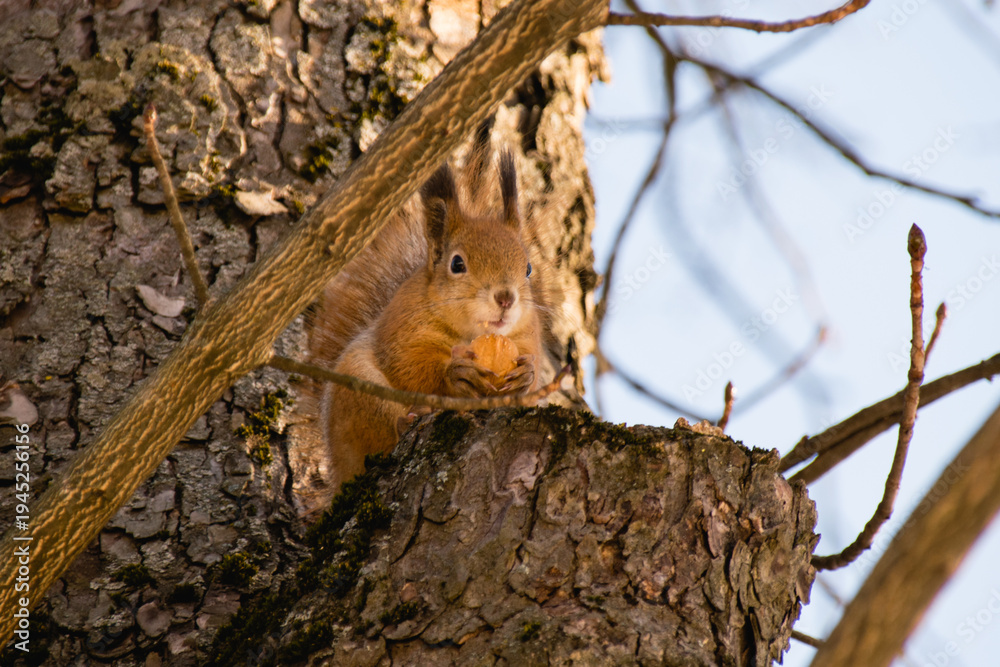 Fototapeta premium Nature, spring, squirrel on a tree with a nut. Sunny spring morning