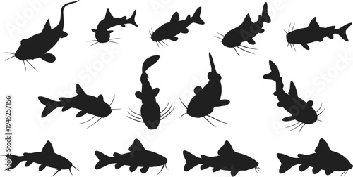 Catfish silhouettes collection isolated on white background, freshwater fish set in different poses for aquatic, fishing, wildlife, seafood design vector illustration