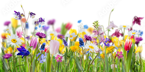 Different wild flowers in spring green grass isolated on transperent