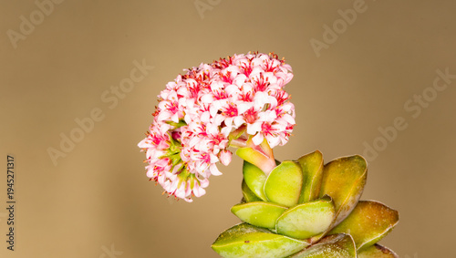Wallpaper Mural Crassula Sprimgtime, plantas suculentas en floración de flores blanca con centro rojo. Torontodigital.ca