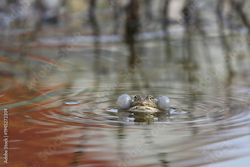 Hintergrund Naturschutz - kleiner Wasserfrosch beim Balzen in seinem Teich