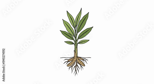Simple illustration of a plant with green leaves and visible root system