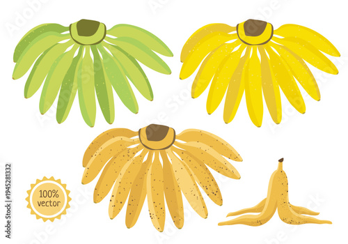 Mini baby bananas collection - green, ripe and overripe banana bunches with banana peel, tropical fruit vector illustration set