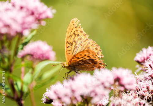 Fotografija Silver-washed fritillary on a flower