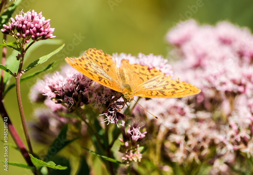 Billede på lærred Silver-washed fritillary on a flower