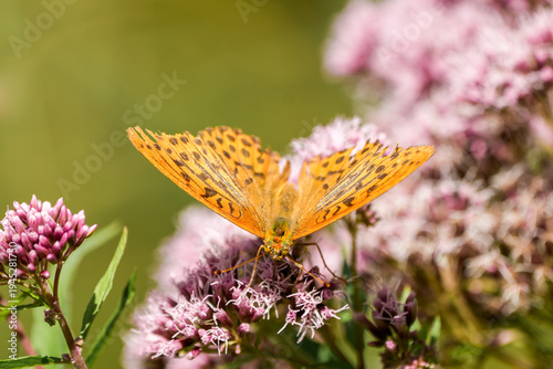 Fotografija Silver-washed fritillary on a flower