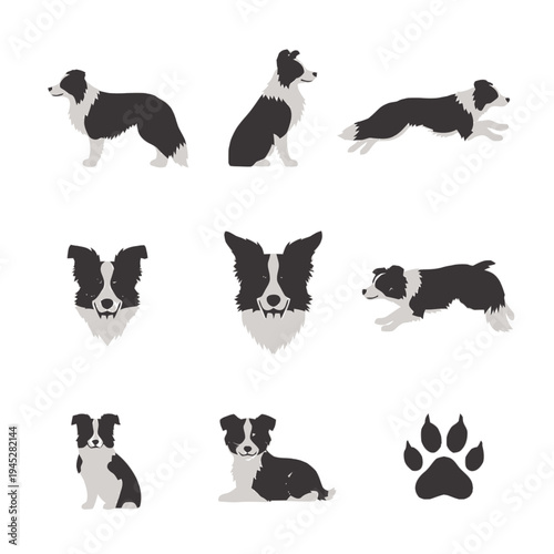 Set of flat design vector illustrations of tricolor Border Collie in various poses and facial expressions, including a paw print.