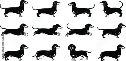 Dachshund dog silhouette set, different poses of sausage dog, flat vector illustration isolated on white background collection