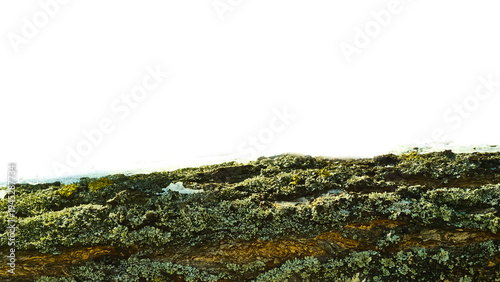 Schilderij op canvas Wrinkled trunk bark of an old tree, lichen and moss