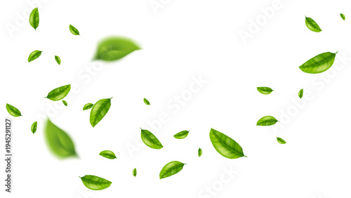 green leaf flying vector background