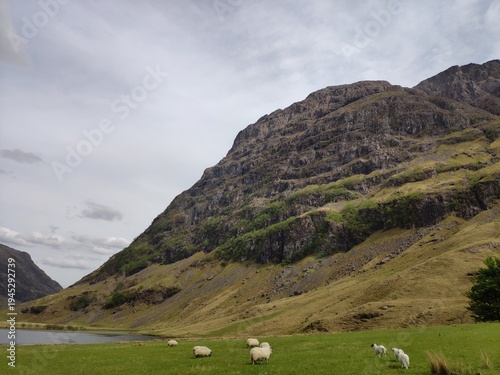 White sheep graze on green hills beneath rugged mountains in Scottish Highlands, UK