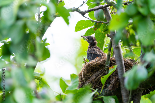 Young thrush sitting in nest among tree branches