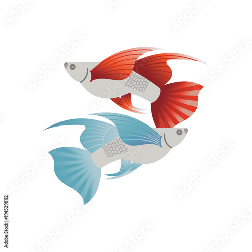 Guppy fish is the most popular freshwater aquarium fish in the world,