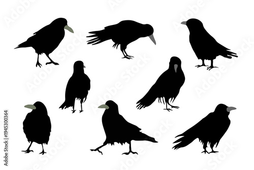 Set of silhouettes of black birds crows in different poses and isolated on white background