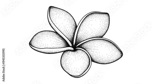 A delicate flower with five petals illustrated in black and white on a white background