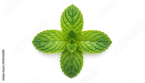 Fresh Green Mint Leaf Isolated on White Background, Natural Herb Ingredient for Cooking, Beverage, and Health