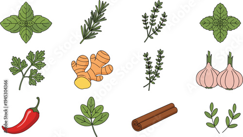Culinary herbs and spices vector set with basil rosemary thyme mint ginger garlic chili cinnamon fresh organic cooking ingredients illustration