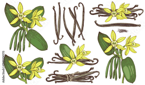 Vanilla plant hand drawn vector set