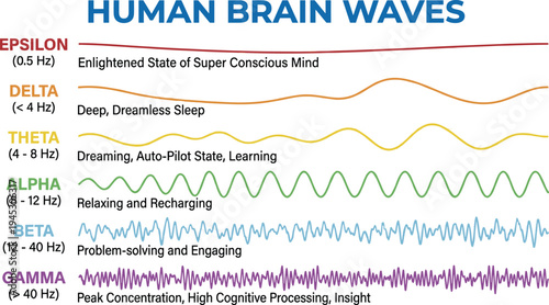 Human brain waves infographic chart, EEG brainwave frequencies epsilon delta theta alpha beta gamma neuroscience cognitive states diagram