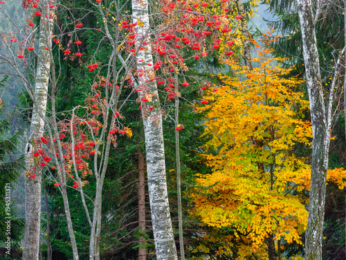 Autumn forest scene with birch trees, red berries, and yellow foliage against a backdrop of green conifers. Adamello Brenta Natural Park, Madonna di Campiglio,Trentino,Italy