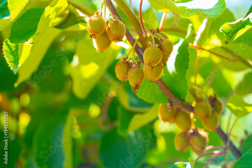 Unripe kiwifruit growing in clusters on vine branches with green leaves in sunlight
