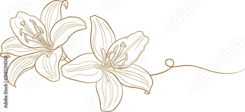 Continuous one line drawing of two blooming lily flowers with leaves for spring wedding invitation and floral nature garden decoration