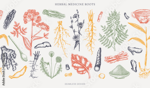 Traditional medicine banner design. Medicinal herbs roots hand drawn vector illustrations. Apothecary plants seamless border in engraved style. NoT AI generated.