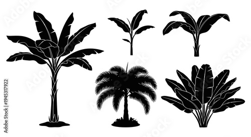 Black  White Tropical Plants Silhouettes - Banana Palm Trees Nature