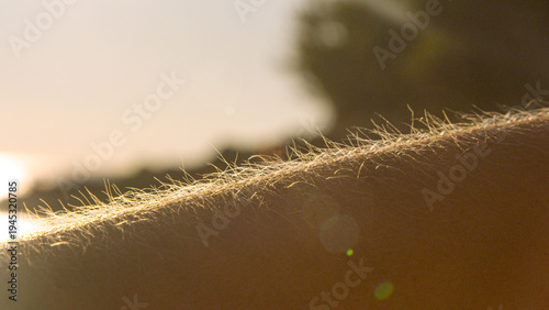 CLOSE UP, LENS FLARE: A sunlit forearm shows raised hairs and goosebumps in the seaside breeze. Warm light and chilly summer evening by the beach. Simple sensory moment of nature, air, and relaxation.