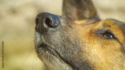 DOF, CLOSE UP, PORTRAIT: Nose and face of a cute mixed breed dog looking towards its owner on a sunny beach. Fine whiskers and soft brown fur of curious pet stand out against pale rocky background.