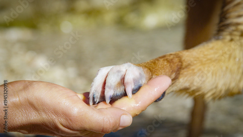 Tableau sur toile CLOSE UP: Brown dog holds its wet white paw into human hand while water droplets drips from both