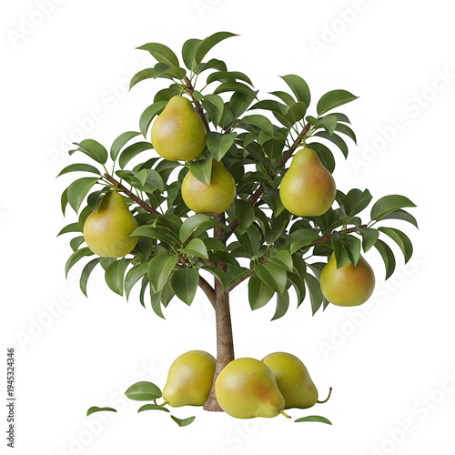 Realistic pear tree branch with ripe fruit ideal for digital compositing on transparent background