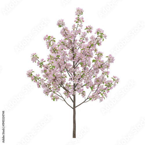 Blooming cherry blossom branch with delicate pink flowers on transparent background