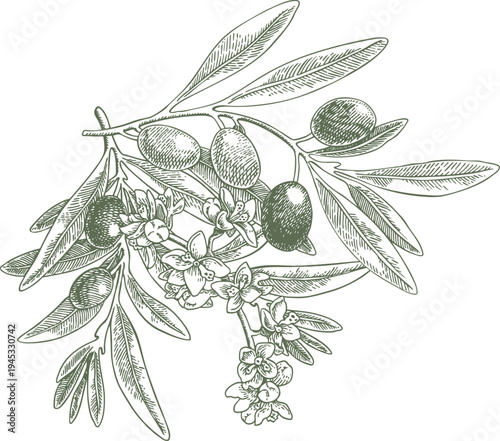 Drawing green olives branch vector. Hand painted floral illustration olive fruit, flowers, tree branches, leaves background green. Drawings food edible foliage. For menu, wrapping card gift, clip art