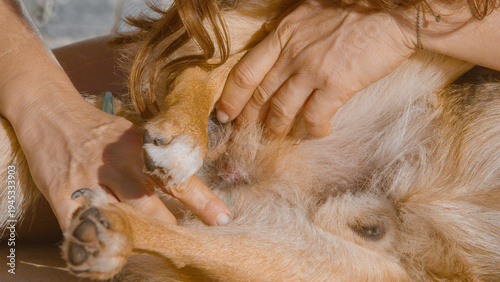 Bilde på lerret CLOSE UP: Hands part the fur and gently rub ointment onto irritated skin on a dog belly