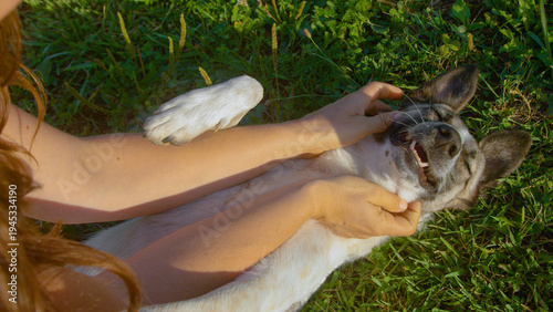 CLOSE UP, TOP DOWN: Cute dog enjoys a gentle massage while lying in the green grass. Expression of a contented doggie radiates pure happiness while being cuddled on a walk in green spring nature.