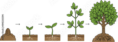 plant growth stages illustration, seed to tree life cycle, plant development diagram, botanical growth process, agriculture education concept, nature life cycle infographic