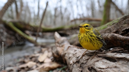Solo birder documenting warbler species in field journal while sitting on fallen log in desolate forest clearing during spring migration, perfect for scientific observation, nature study, and
