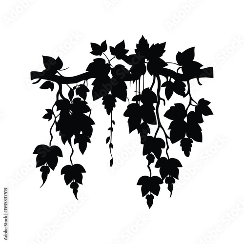 vines hanging from tree silhouette vector illustration, Silhouette of grapevine with leaves and grapes hanging from a branch vector illustration