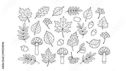 Collection of various autumn leaves, acorns, and mushrooms in a simple black and white line art style.