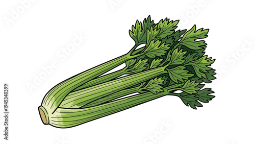 Fresh green celery stalks with leaves in a detailed colored drawing isolated on a plain white background.